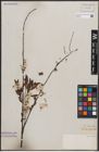 Foto von Salix capensis Thunb.